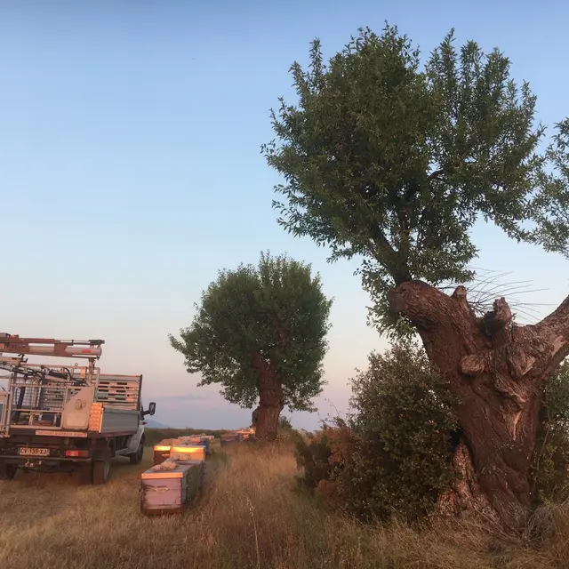 Les abeilles de Lucie