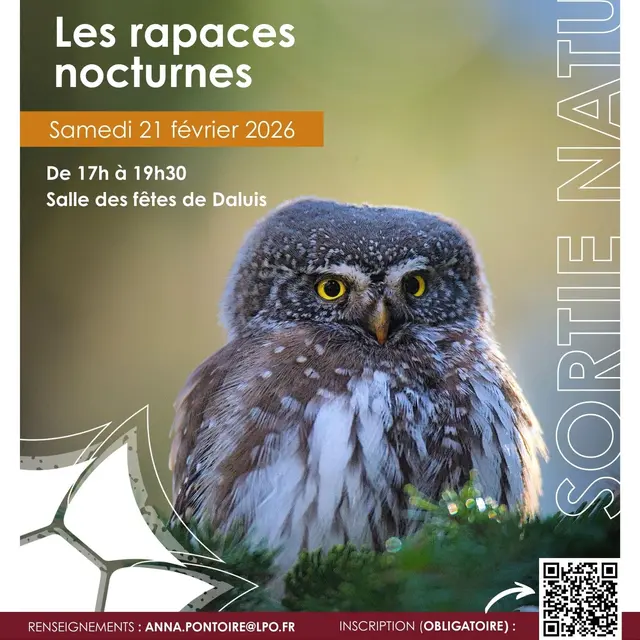 Les rapaces nocturnes_Daluis