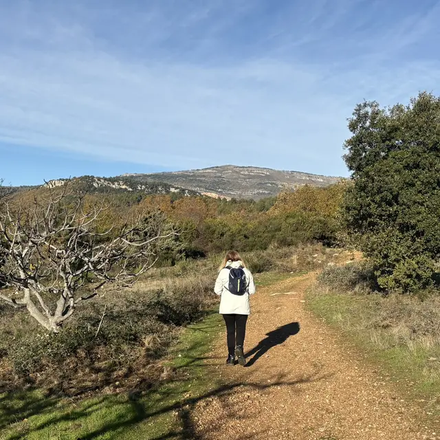 Le Bois Saint Jeaume à Châteauneuf_Châteauneuf-Grasse