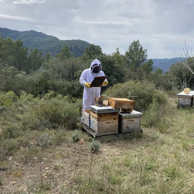 Découverte immersive du monde des abeilles_La Roque-Alric