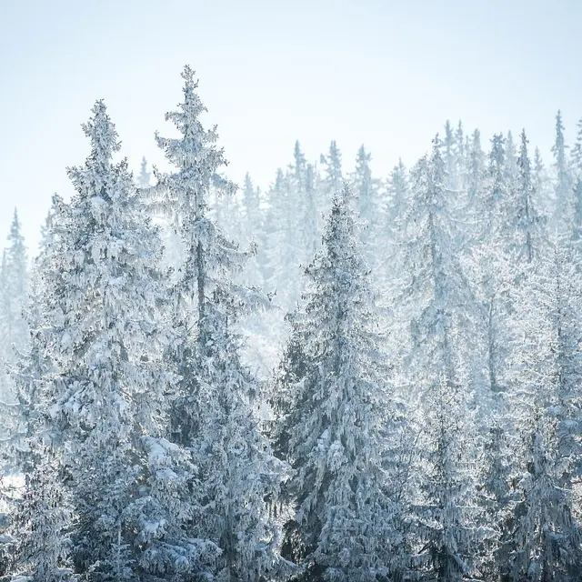foret en hiver