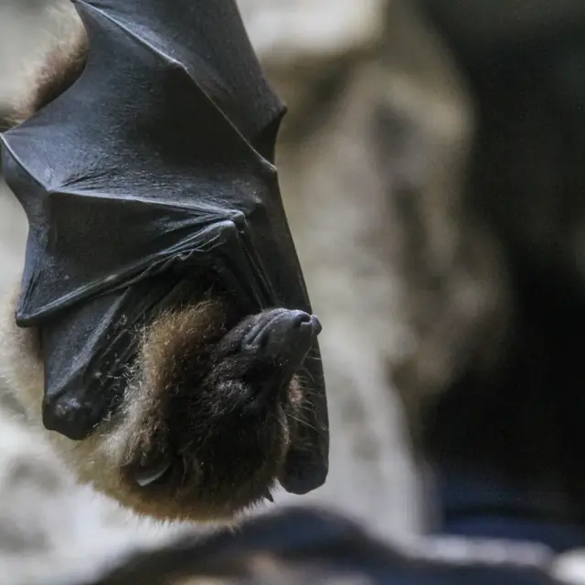 Exposition «Chauve-souris, une vie renversante»_Roquemaure