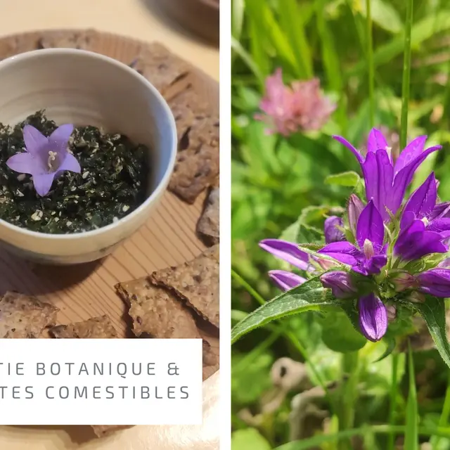 Randonnée à la découverte des plantes comestibles_Saint-Christophe-sur-Guiers