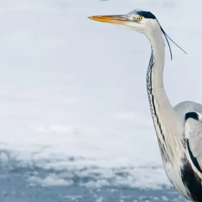 Activité enfant 6-12 ans : Mission survie au coeur de l'hiver au Marais de Lavours_Ceyzérieu