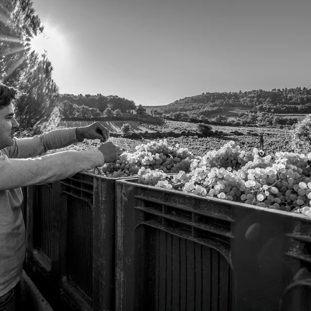 Vincent Rochette.jpg