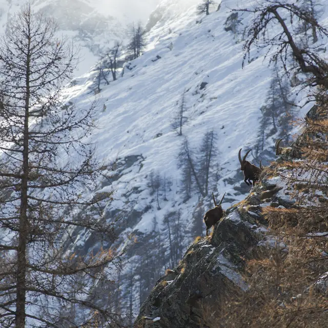 Suivi bouquetin - Comptage_Abriès-Ristolas