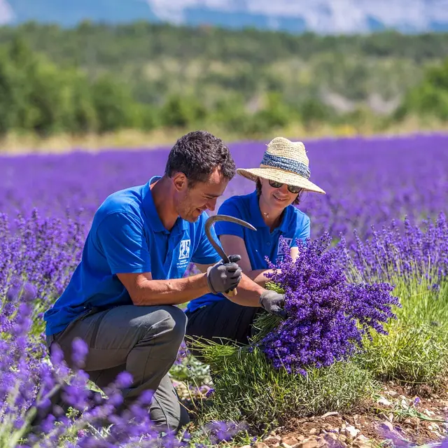 Visite lavande à la Lavanderaie des Hautes Baronnies