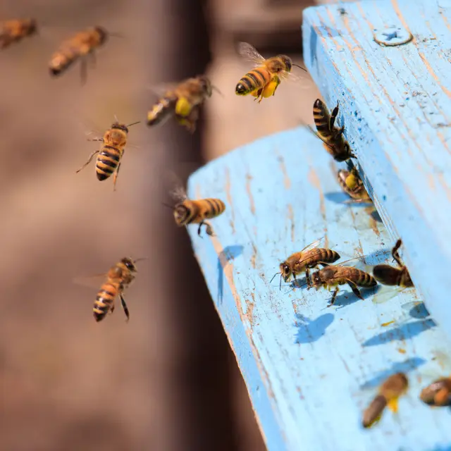 Abeilles et ruche