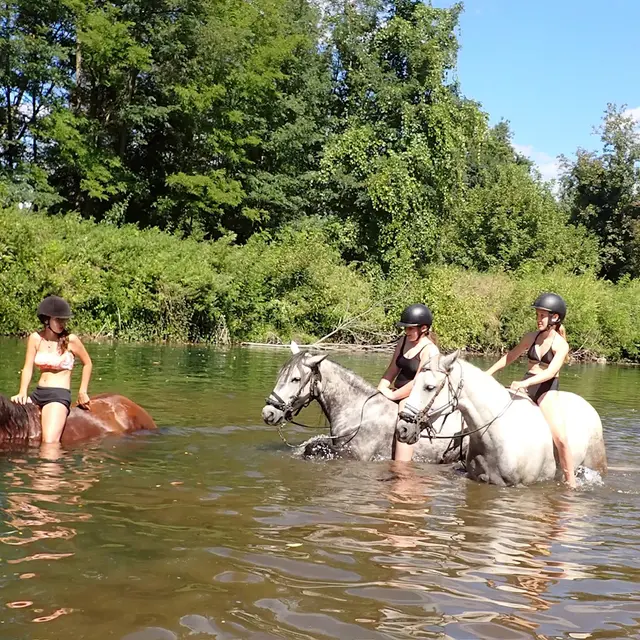Les Chevaux du Cantaure_Allègre-les-Fumades