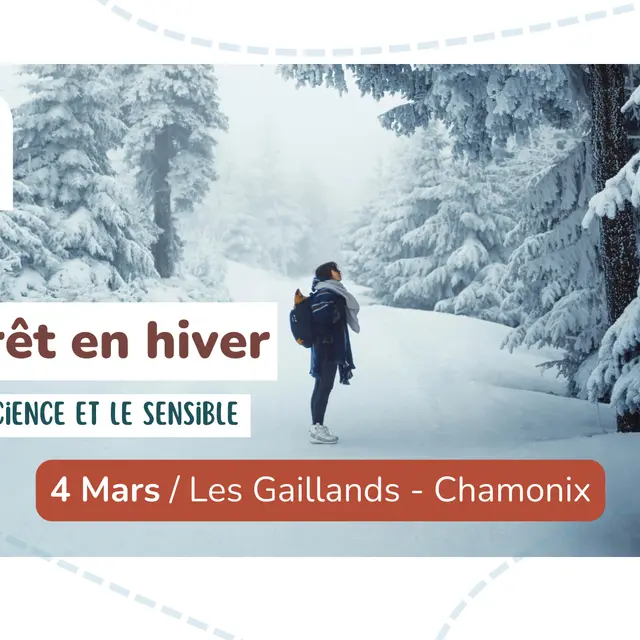 Sortie nature - La forêt en hiver_Argentière