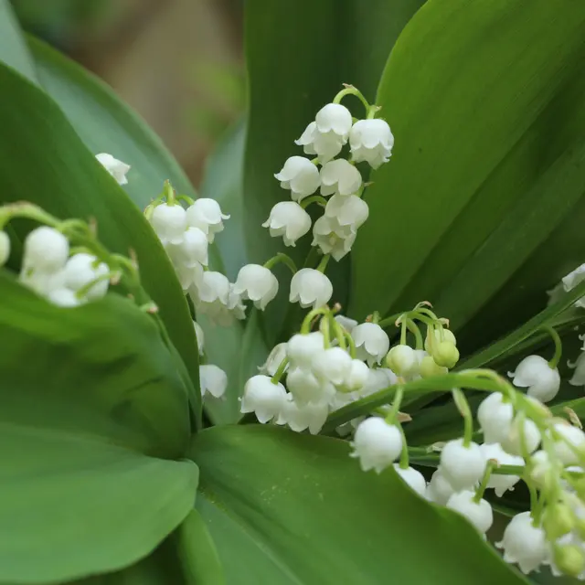 Vente de muguet_Cuzieu