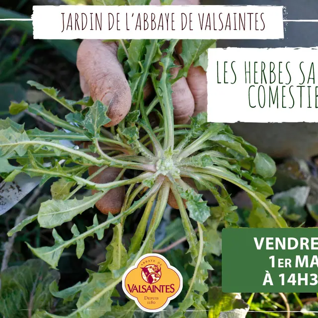 Les plantes sauvages comestibles_Simiane-la-Rotonde