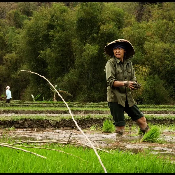 restaurant vietnamien