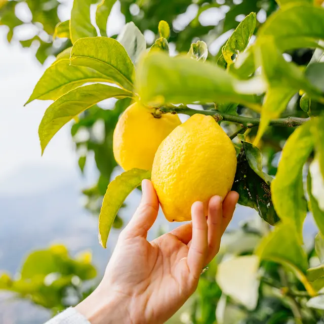 Citron de Menton IGP_Menton