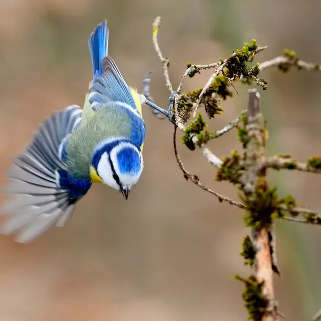 Randonnée découverte des oiseaux et construction de nichoirs_Auzet