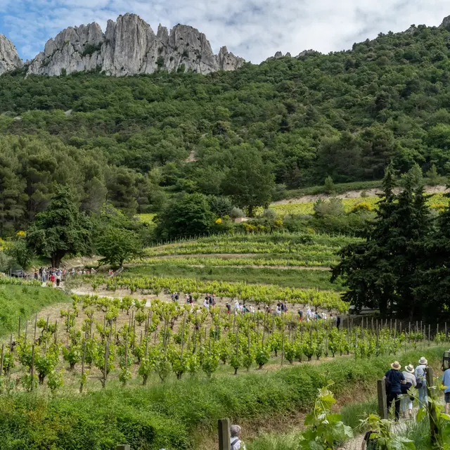 À la croisée des terroirs_Gigondas