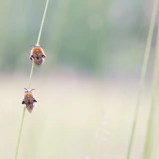 Les abeilles sauvages_Entraunes