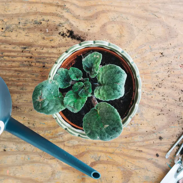 Plantes sauvages : de la cueillette à l’assiette_Villeneuve-lez-Avignon