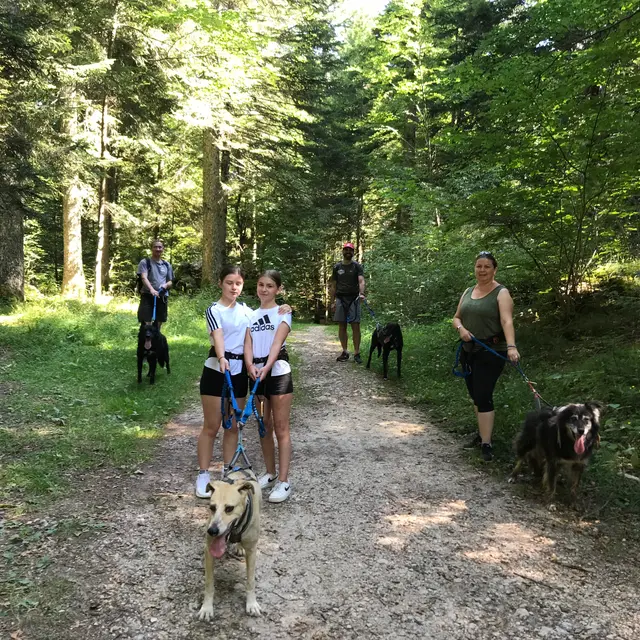 Renconte avec la meute d'Alaskan Vercors_Villard-de-Lans