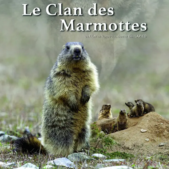 Le clan des marmottes_Péone