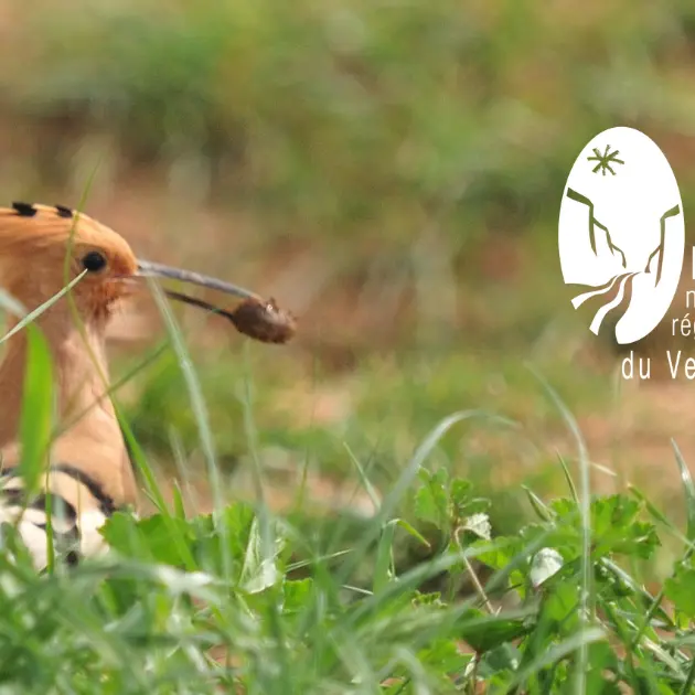 Les oiseaux nicheurs_Esparron-de-Verdon