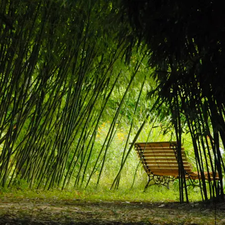 Le parc aux bambous