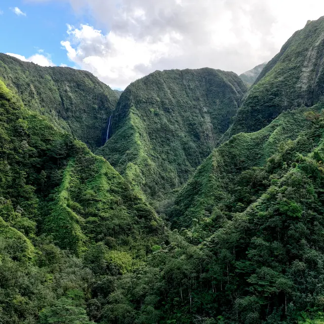 AOA Polynesian Forests