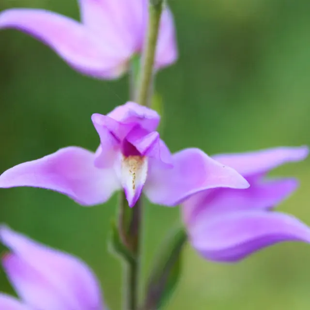 Flânerie botanique à Daluis
