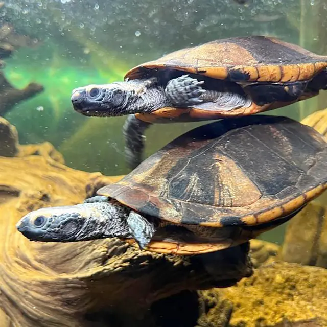 Le Village des Tortues_Carnoules