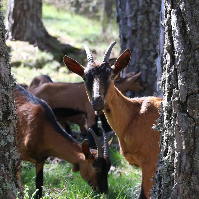 La ferme des petites cornes