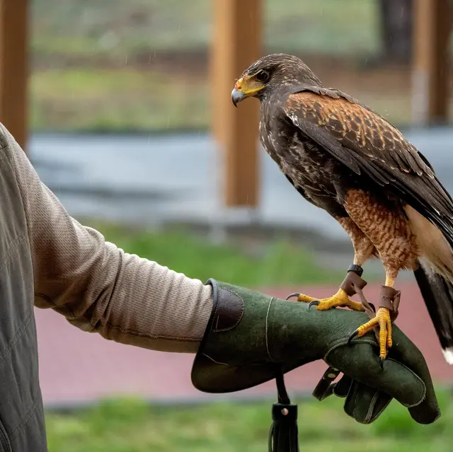 JEP : Fauconnerie, démonstration de chasse au vol_Brenat