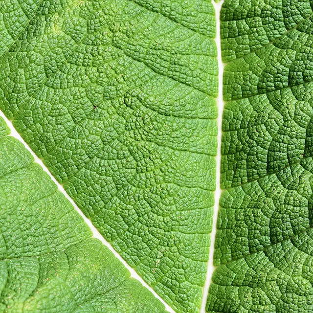 Impressions végétales_Arcon