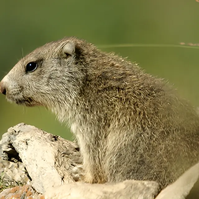 La marmotte