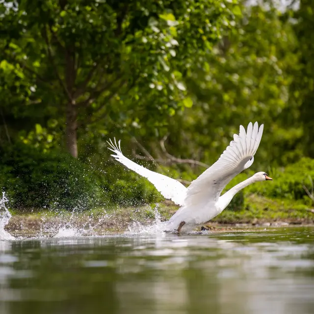 Réserve Ornithologique de la base de loisirs du Tarn et de la Garonne