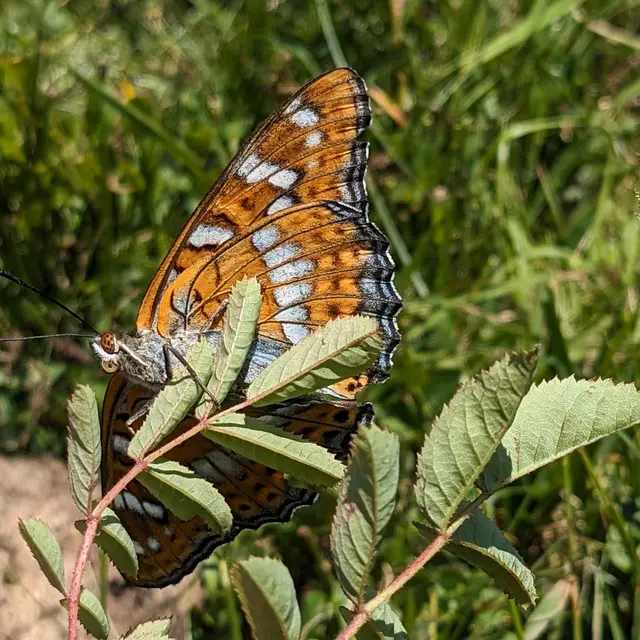 Découverte guidée des insectes vivant autour du refuge du Crêt du Poulet