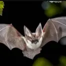 Chauves-Souris & Hirondelles - Découverte des mammifères nocturnes et des oiseaux_Nice