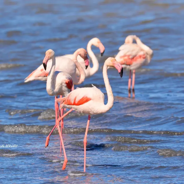 Excursions touristiques avec Cécile Beillieu - Tours in Provence