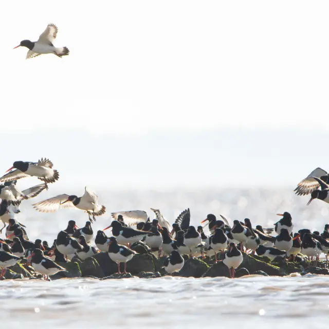 Les oiseaux de la Baie d'Yves_Châtelaillon-Plage