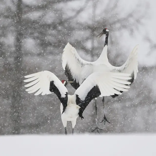 Exposition photo sur la faune sauvage japonaise_Morillon