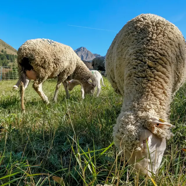 Ferme des Sonnailles_Ancelle
