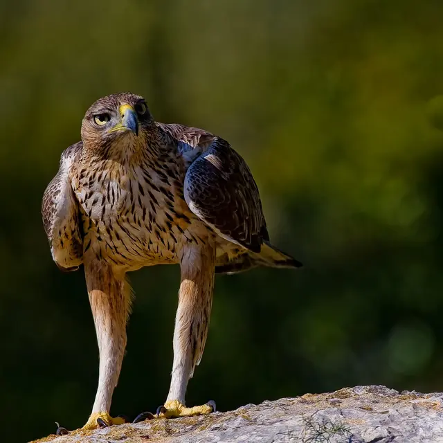 Aigle de Bonelli