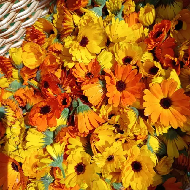 Atelier herbier_Saint-Pierre-de-Chartreuse