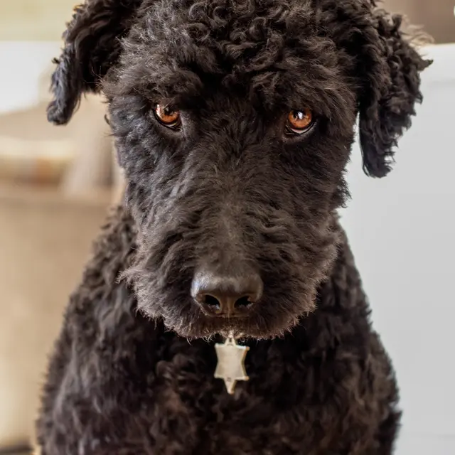 A pas de woof_Guillestre