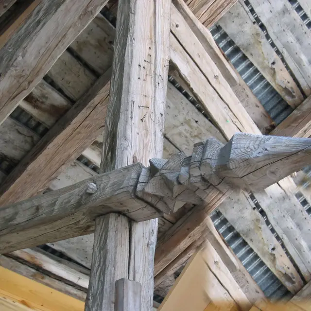 Décor tête de crocodile