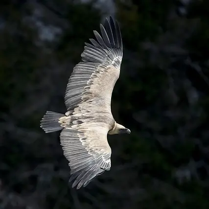 Vautours et équarrissage naturel_Anduze