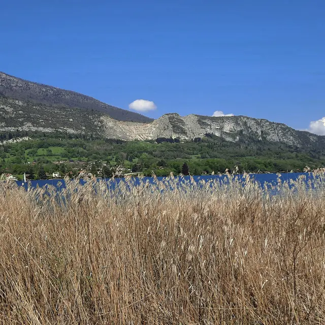 Randonnée accompagnée avec Alexperiencedescimes dans la réserve naturelle du bout du lac d'Annecy