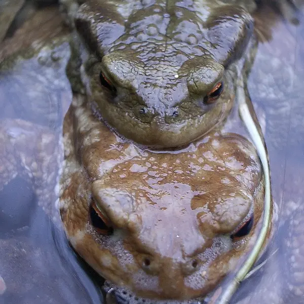 amplexus Bufo bufo