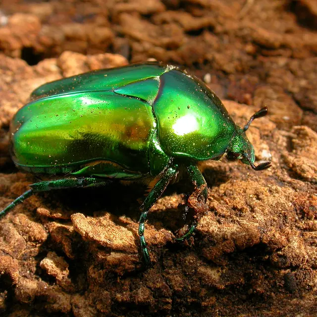 Minuscules : le monde des insectes_Sallèdes