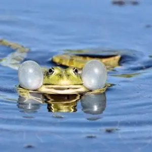Mercredis des marm'eau - C'est la fête à la grenouille ! (Parents-enfants de 3 à 5 ans) - Maison du Marais de Lavours_Ceyzérieu