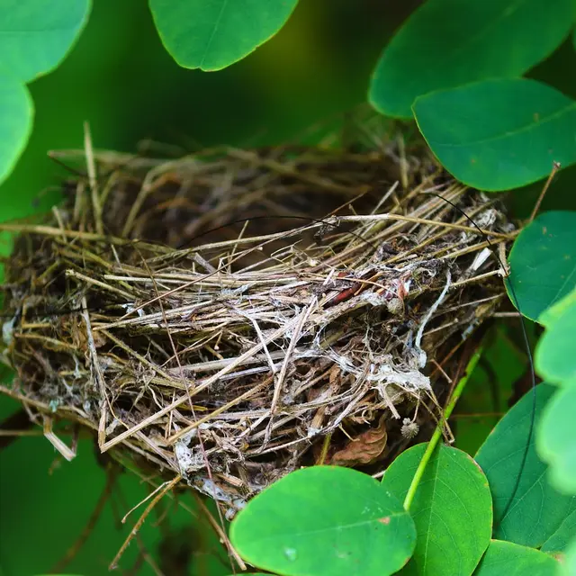 Projection du film « La mécanique du coucou »_Arcon